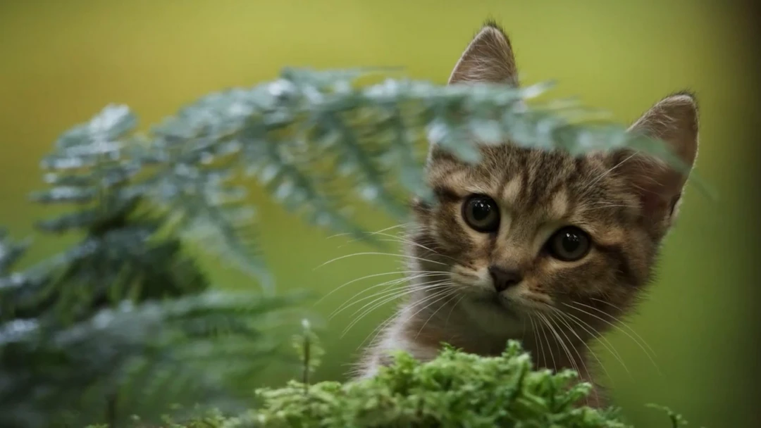 Фильм Мой котик и я